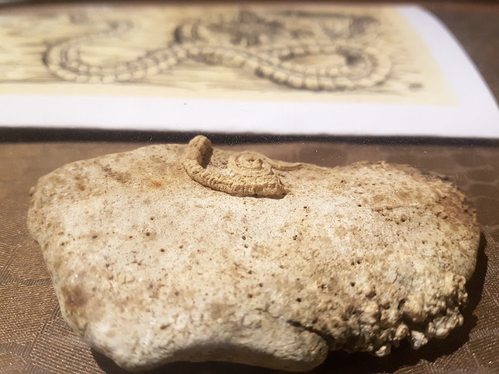 SnakeShow_Fragmenta-Malta_PicBettinaHutschek_32